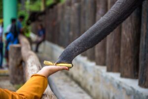 Elephant With Man Image | Tour in Malaysia | Malaysia eVisa